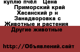 куплю пчёл › Цена ­ 2 000 - Приморский край, Хасанский р-н, Занадворовка с. Животные и растения » Другие животные   